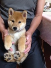 �T��ATA MINI SHIBA INU