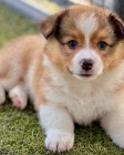 tata Pembroke Welsh Corgi