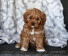 tata Cockapoo mini