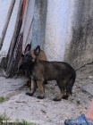 Belgick ovk malinois