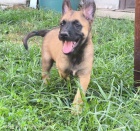 Belgick ovk malinois