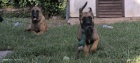 Belgick ovk malinois