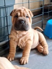 Shar-pei okovan tata