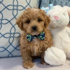 mini tata Cavapoo