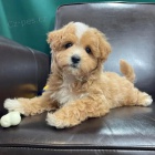 Prod�m �t��ata Maltipoo