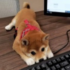�T��ATA MINI SHIBA INU