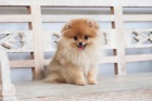 Hygienicky vy�kolen� miniaturn� �t��ata pomeranian� na prodej.