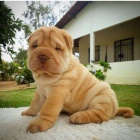 Prodm zdrav tata okovan shar-pei.