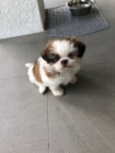 Predm hygienicky a socilne vykolen teniatka SHIH TZU