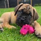 Pred�m �teniatka bullmastiffa