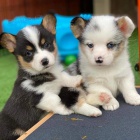 Predm krsne a anjelsk teniatka Pembroke Welsh Corgi.