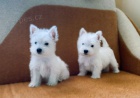 Predm mini teniatka West Highland White Terriers