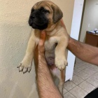 Pred�m �teniatka bullmastiffa