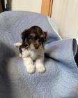 Pred�m rozko�n� a zdrav� �teniatka havanese.