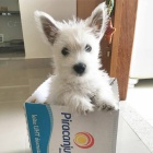 Predm mini teniatka West Highland White Terriers