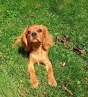 Kavalr king charles spaniel ttko  s PP