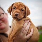 MA�ARSK� KR�TKOSRSK� �T��ATA VIZSLA