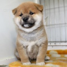 TATA MINI SHIBA INU