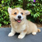 Predm krsne a anjelsk teniatka Pembroke Welsh Corgi.