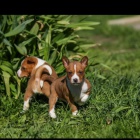 �t���tka Basenji