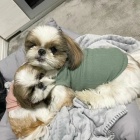 teniatka SHIH TZU