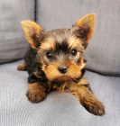 �t��ata jork��rsk�ho teri�ra