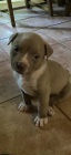 American bully XL �t���tka ABKC