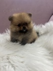 Pomeranian BOO tata