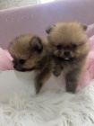 Pomeranian BOO tata