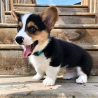 ern s plenm tata Pembroke Welsh Corgi.