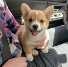 teniatka Pembroke Welsh Corgi.