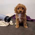 tata Cavapoo