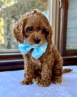 tata Cavapoo mini.