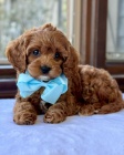 tata Cavapoo mini.