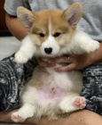 tata Pembroke Welsh Corgi.