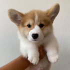 tata Pembroke Welsh Corgi.