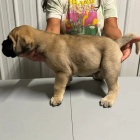 Pred�m �teniatka bullmastiffa