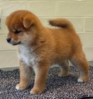 TATA MINI SHIBA INU