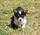 Predm krsne a anjelsk teniatka Pembroke Welsh Corgi.