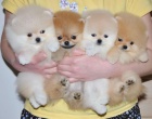 Nmeck pic. Mini pomeranian bez PP