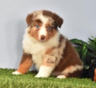 �t��ata australsk�ho ov��ka K dispozici 