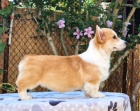 Velsk Corgi Pembroke tata na prodej