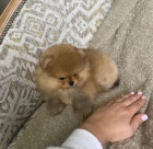 miniaturn tata pomeranian na prodej.