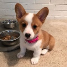 Predm krsne a anjelsk teniatka Pembroke Welsh Corgi.