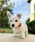 Predm mini teniatka West Highland White Terriers