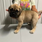 Pred�m �teniatka bullmastiffa