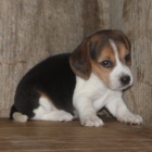 �t��ata b�gla