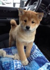 TATA MINI SHIBA INU