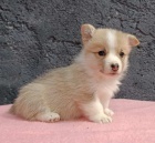 Pembroke Welsh Corgi tata