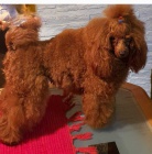 �erven� Toy Pudl